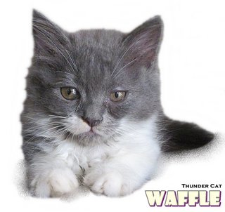 Waffle (Ragamuffin Mix Persian) - Ragamuffin + Persian Cat