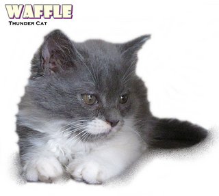 Waffle (Ragamuffin Mix Persian) - Ragamuffin + Persian Cat