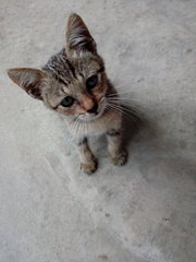 Blacky - Domestic Short Hair Cat