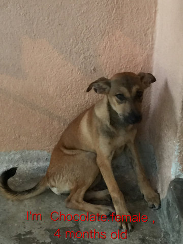 Chocolate - Mixed Breed Dog