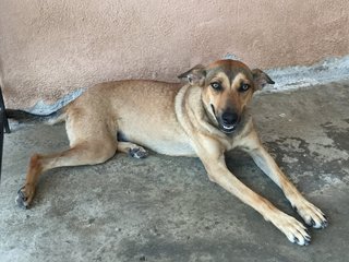 Chocolate - Mixed Breed Dog