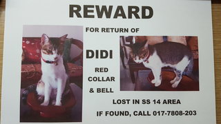 Didi - Domestic Short Hair Cat