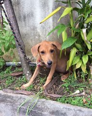 Rolex - Labrador Retriever Mix Dog