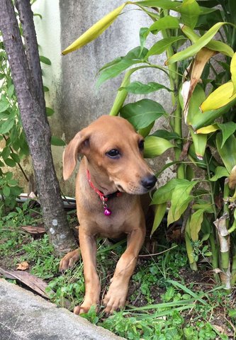 Rolex - Labrador Retriever Mix Dog