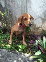 Rolex - Labrador Retriever Mix Dog