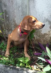 Rolex - Labrador Retriever Mix Dog