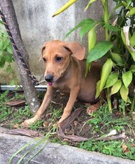 Rolex - Labrador Retriever Mix Dog