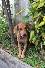 Rolex - Labrador Retriever Mix Dog