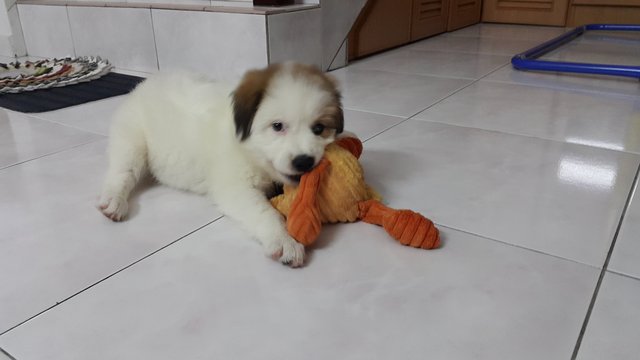 Active, Playful Girl - Mixed Breed Dog