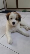 Active, Playful Girl - Mixed Breed Dog