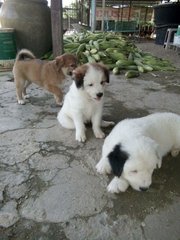 Active, Playful Girl - Mixed Breed Dog