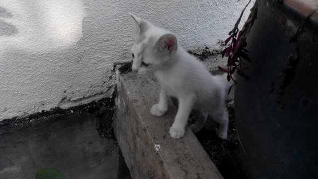 Kitten For Adoption - Domestic Short Hair Cat