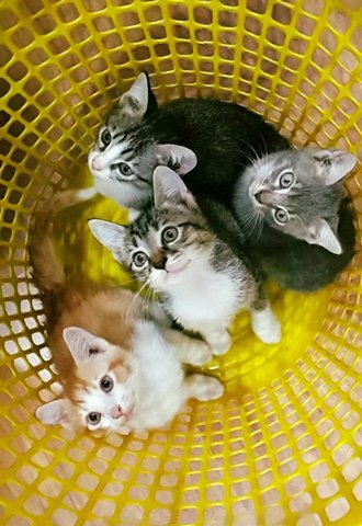 The Four Kittens - Domestic Short Hair Cat