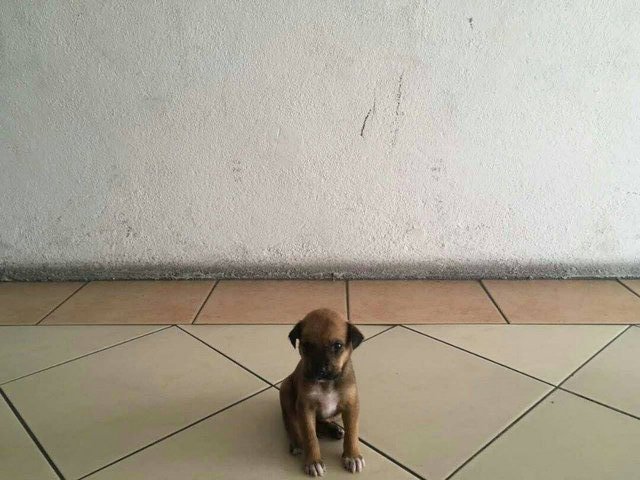 Happy - Mixed Breed Dog