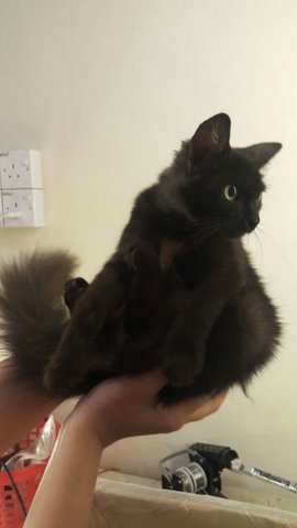 Fluffy Luna - Domestic Long Hair Cat