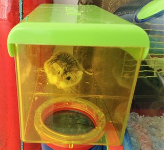 PF78849 - Roborovsky's Hamster Hamster