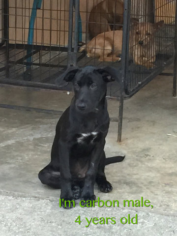 Carbon - Mixed Breed Dog