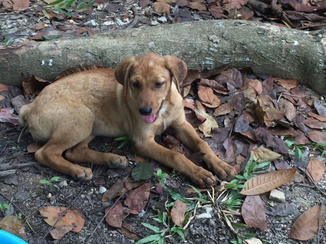 Attay - Mixed Breed Dog