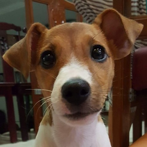 Dory - Jack Russell Terrier Dog