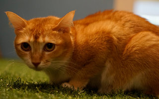 Foxy - Domestic Short Hair Cat