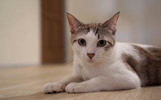 Husky - Domestic Short Hair Cat