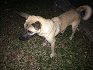 Anyone Lost Their Dog? - Mixed Breed Dog