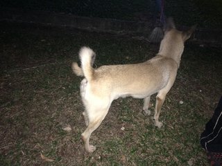 Anyone Lost Their Dog? - Mixed Breed Dog