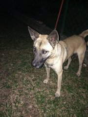 Anyone Lost Their Dog? - Mixed Breed Dog