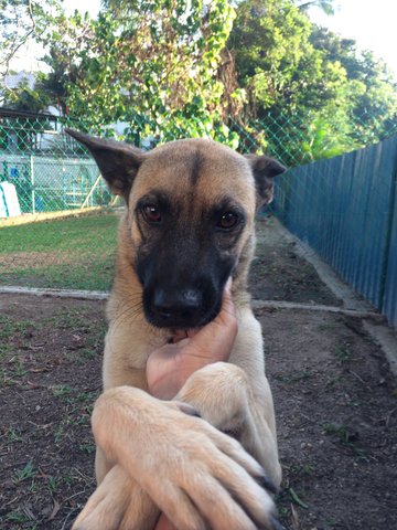 Charlie - Mixed Breed Dog