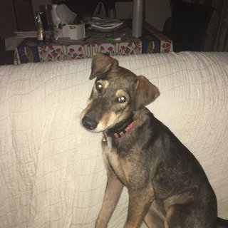 Hazel - Mixed Breed Dog