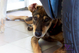 Hazel - Mixed Breed Dog