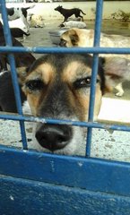 looking at me through after being brought back to shelter after walk