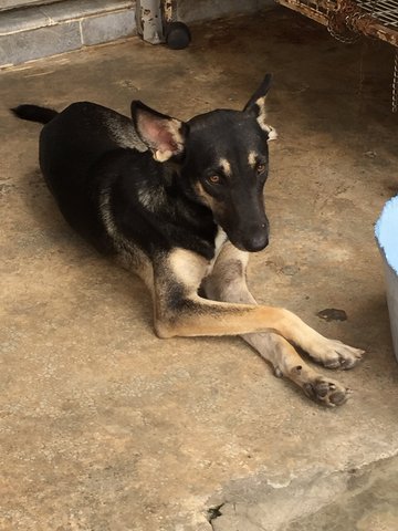 Coffee - Mixed Breed Dog