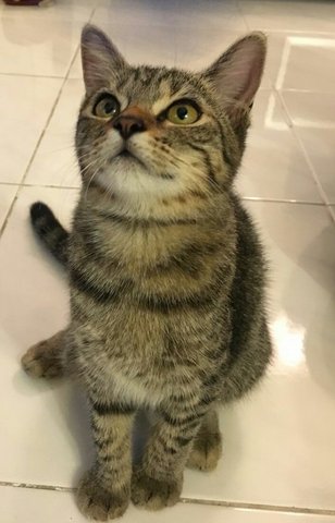 Cloudy - Domestic Short Hair + American Shorthair Cat