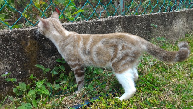 Latte - Domestic Short Hair Cat