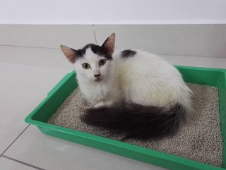 Boy Kitten 2 Months Old - Tuxedo + Domestic Long Hair Cat