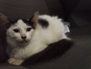 Boy Kitten 2 Months Old - Tuxedo + Domestic Long Hair Cat