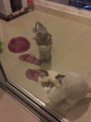 Baobao &amp; Beibei  - Persian + Siamese Cat