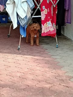 Angel  - Poodle Dog