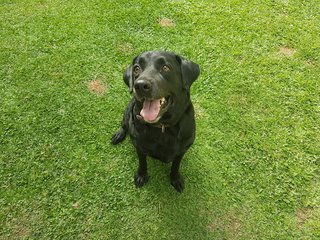 Princess/ Opal - Labrador Retriever Dog