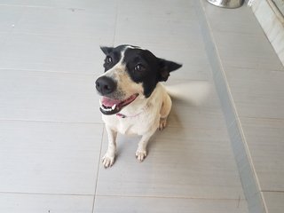 Beanie - Mixed Breed Dog