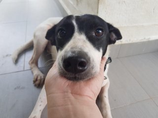 Beanie - Mixed Breed Dog