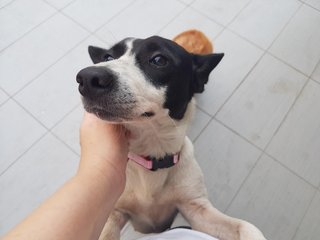 Beanie - Mixed Breed Dog