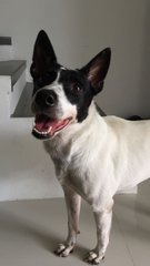 Beanie - Mixed Breed Dog