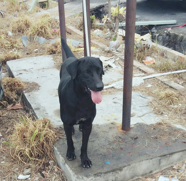 Happy - Mixed Breed Dog