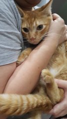 Gingin - Domestic Short Hair Cat