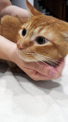 Gingin - Domestic Short Hair Cat