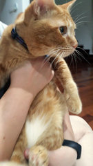 Gingin - Domestic Short Hair Cat