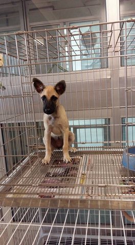 Lucy - Mixed Breed Dog