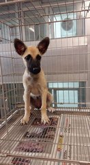 Lucy - Mixed Breed Dog